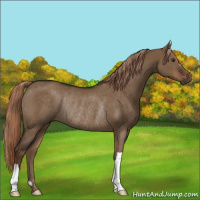 Horse Color:Gray Liver Red Dun Rabicano 