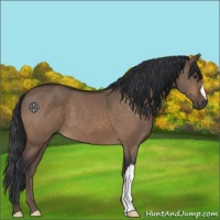 Horse Color:Brown Dun 