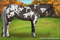 Horse Color:White Spotted Liver Chestnut Blanket 