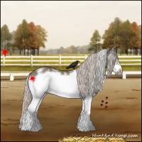 Horse Color:White Spotted Silver Grullo Frame Appaloosa 
