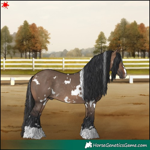 Horse Color:White Spotted Brown Dun Rabicano 