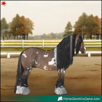 Horse Color:White Spotted Brown Dun Rabicano 