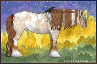 Horse Color:White Spotted Red Dun Appaloosa 