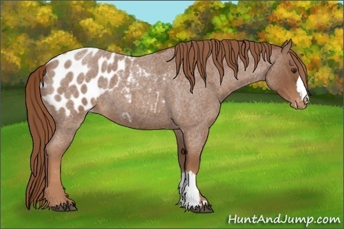 Horse Color:Red Roan Appaloosa