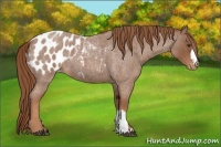 Horse Color:Red Roan Appaloosa 
