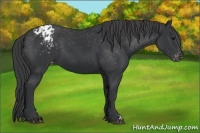 Horse Color:Black Appaloosa