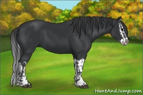 Horse Color:Black and Black Splash