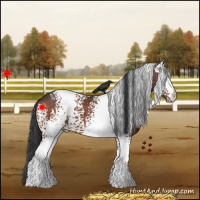 Horse Color:White Spotted Bay 