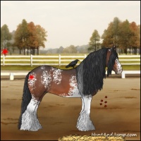 Horse Color:White Spotted Bay Roan