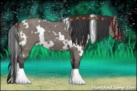 Horse Color:White Spotted Grullo 