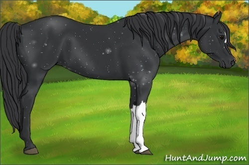 Horse Color:Black 