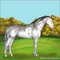 Horse Color:Grullo Sabino Splash Rabicano 