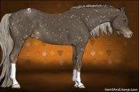 Horse Color:Chocolate Palomino Appaloosa