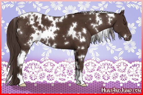 Horse Color:White Spotted Liver Chestnut Varnish 