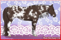 Horse Color:White Spotted Liver Chestnut Appaloosa