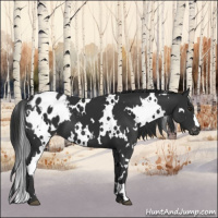 Horse Color:White Spotted Liver Chestnut Appaloosa 