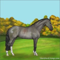 Horse Color:Grullo Rabicano 