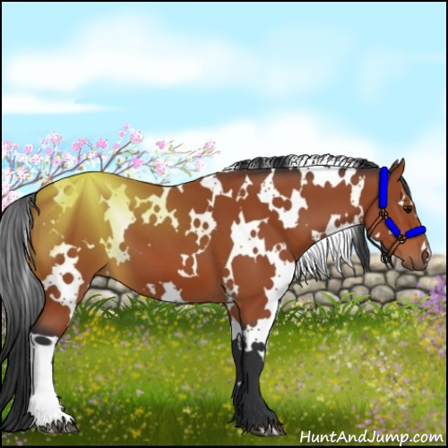 Horse Color:White Spotted Bay 