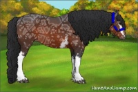 Horse Color:White Spotted Brown Ice