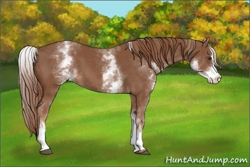 Horse Color:White Spotted Chestnut Sabino