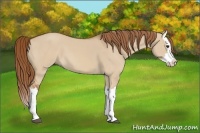 Horse Color:Red Dun Splash