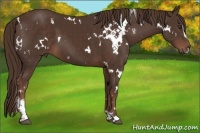 Horse Color:White Spotted Liver Chestnut Sabino