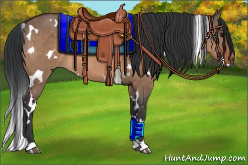 Horse Color:White Spotted Bay Dun 