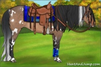 Horse Color:White Spotted Bay Dun 