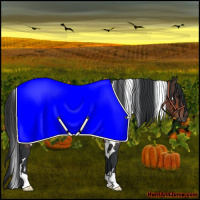 Horse Color:White Spotted Bay Rabicano 