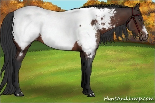 Horse Color:Brown Appaloosa