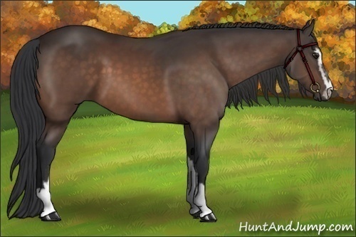 Horse Color:Brown Sabino 