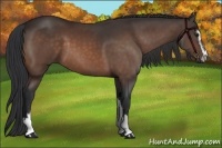 Horse Color:Brown Sabino 