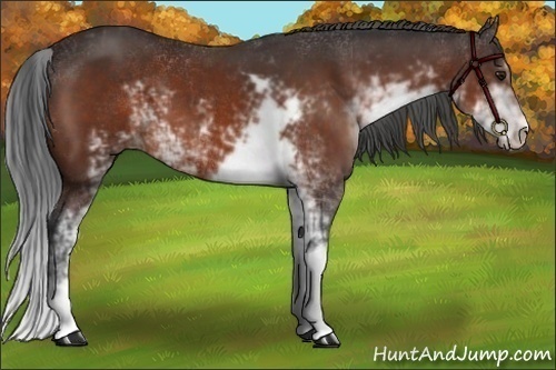 Horse Color:Brown Sabino