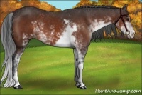 Horse Color:Brown Sabino 