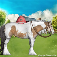Horse Color:Buckskin Dun Sabino Tobiano 