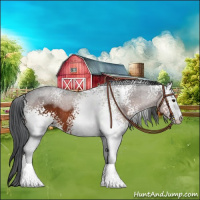 Horse Color:White Spotted Brown 