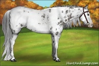 Horse Color:Grullo Sabino Appaloosa