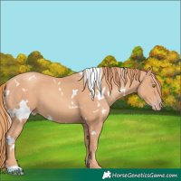 Horse Color:White Spotted Gold Champagne 