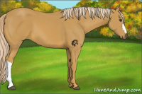Horse Color:Palomino