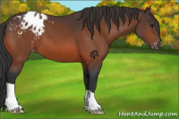 Horse Color:Bay Appaloosa