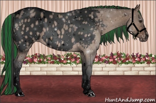 Horse Color:Void Painted White Spotted Brown Dun Appaloosa 