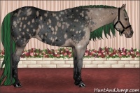 Horse Color:Void Painted White Spotted Brown Dun Near Leopard 