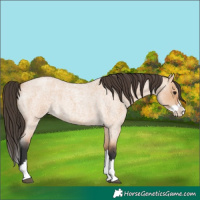 Horse Color:Unknown
