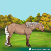 Horse Color:Silver Bay Dun 