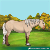 Horse Color:Silver Bay Dun 