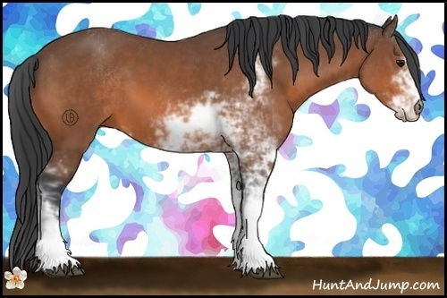 Horse Color:Bay Sabino