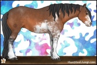 Horse Color:Bay Sabino 