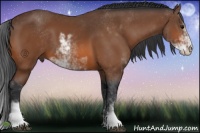 Horse Color:Bay Sabino 