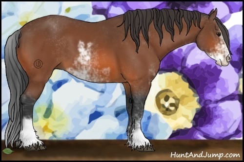 Horse Color:Bay Sabino