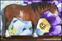 Horse Color:Bay Sabino 